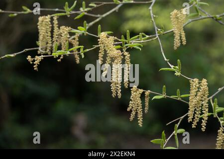 Betula alleghaniensis (Yellow Birch or Swamp Birch) Stock Photo