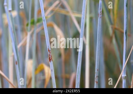 Black stem rust Puccinia graminis infection on a cereal stem. Stock Photo