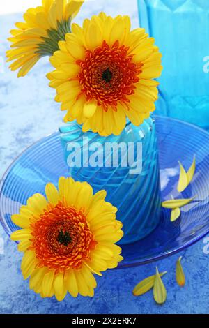 botany, still life of yellow and orange coloured gerbera in a blue glass vase and bowl, ADDITIONAL-RIGHTS-CLEARANCE-INFO-NOT-AVAILABLE Stock Photo
