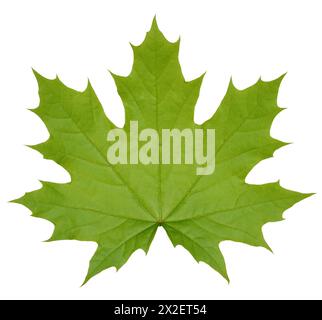 Green Norway maple leaf on isolated background, close up Stock Photo