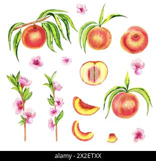 Peaches watercolor illustration set. Clipart of ripe nectarines on branches and flowering twigs. Pieces of fruit on an isolated background. Stock Photo