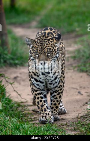 zoology, mammal (mammalia), jaguar or Yaguareté (Panthera onca), ADDITIONAL-RIGHTS-CLEARANCE-INFO-NOT-AVAILABLE Stock Photo