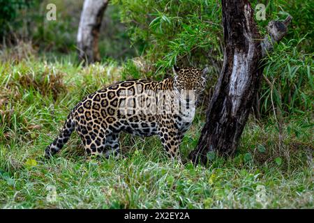 zoology, mammal (mammalia), jaguar or Yaguareté (Panthera onca), ADDITIONAL-RIGHTS-CLEARANCE-INFO-NOT-AVAILABLE Stock Photo