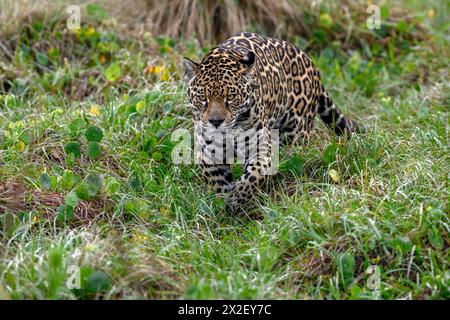 zoology, mammal (mammalia), jaguar or Yaguareté (Panthera onca), ADDITIONAL-RIGHTS-CLEARANCE-INFO-NOT-AVAILABLE Stock Photo