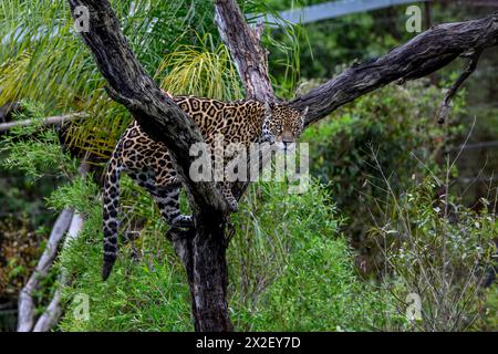 zoology, mammal (mammalia), jaguar or Yaguareté (Panthera onca), ADDITIONAL-RIGHTS-CLEARANCE-INFO-NOT-AVAILABLE Stock Photo