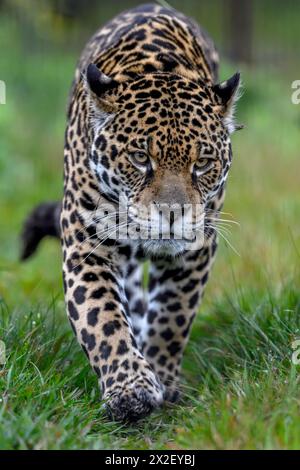 zoology, mammal (mammalia), jaguar or Yaguareté (Panthera onca), ADDITIONAL-RIGHTS-CLEARANCE-INFO-NOT-AVAILABLE Stock Photo