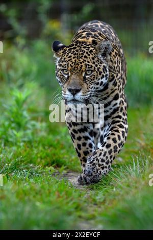 zoology, mammal (mammalia), jaguar or Yaguareté (Panthera onca), ADDITIONAL-RIGHTS-CLEARANCE-INFO-NOT-AVAILABLE Stock Photo