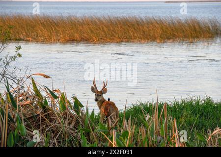 zoology, mammal (mammalia), pampas deer or pampas deer (Ozotoceros bezoarticus), male animal, ADDITIONAL-RIGHTS-CLEARANCE-INFO-NOT-AVAILABLE Stock Photo