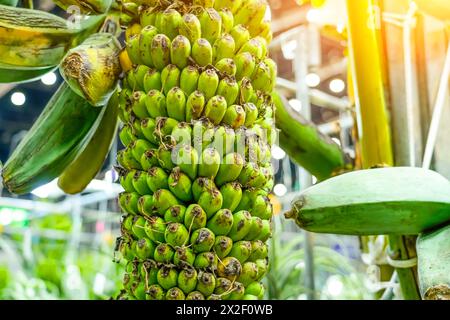 Various fruits of the banana palm tree hybrid variety come in different shapes, colors and sizes. Yellow, green, variegated and mini bananas plantatio Stock Photo