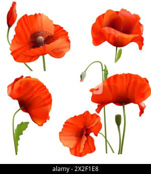 Poppy flower. Papaver. Stem and leaf. Elements for Anzac day design ...