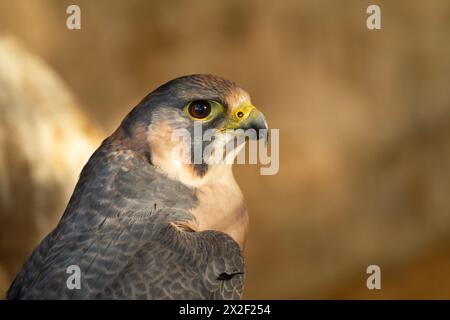 The Barbary falcon (Falco peregrinus pelegrinoides) الشاهين البربري is a medium-sized falcon about the size of a crow. This bird of prey is mainly res Stock Photo