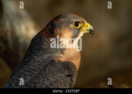 The Barbary falcon (Falco peregrinus pelegrinoides) الشاهين البربري is a medium-sized falcon about the size of a crow. This bird of prey is mainly res Stock Photo