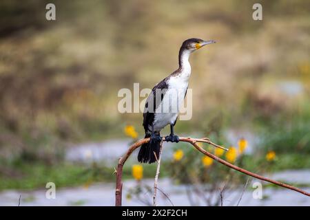 White breasted Cormorant (Phalacrocorax lucidus), Photographed in Zimbabwe Stock Photo