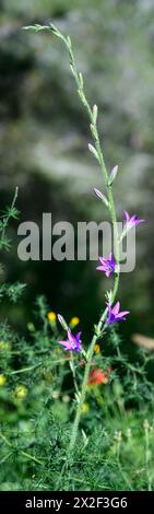 Campanula rapunculus, Rampion bellflower, ورد الجرس Photographed in the Lower Galilee, Israel in March Campanula rapunculus, common name rampion bellf Stock Photo