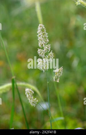 Perennial ryegrass (Lolium perenne) in flower. This evergreen perennial grass is found in meadows from Europe to north-east Asia. Its flowers have bot Stock Photo