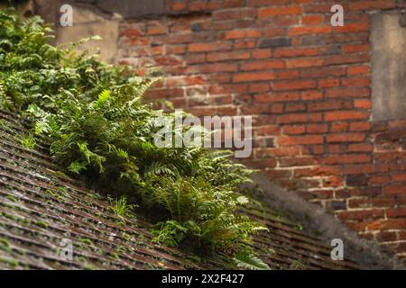 Background image for wallpaper, poster or banner design. Fern growing on an old roof. Stock Photo