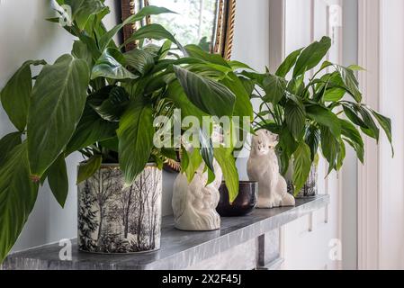 Leafy green plants on marble fireplace in Paultons Square, Chelsea, London, UK. Stock Photo