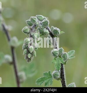 flowering buds buds of the Bristly Hollyhock (Alcea setosa) خطميه Photographed in the Lower Galilee, Israel in March Stock Photo