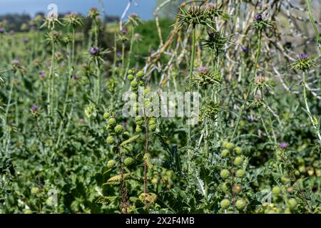 Roman nettle, قراص Urtica pilulifera, also known as the Roman nettle, is a herbaceous annual flowering plant in the family Urticaceae. Photographed in Stock Photo