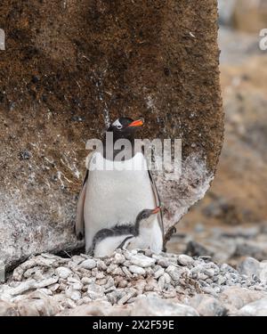 Gentoo penguin with young chick on nest, Brown Bluff, Antarctica. Stock Photo