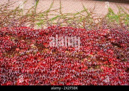 Red Autumn foliage colours on a climbing plant Photographed in the Ardennes, Belgium Stock Photo