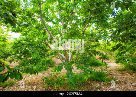 Cherry Picking Ripe Cherries on a tree in a cherry orchard. Photographed in Cyprus in June Stock Photo