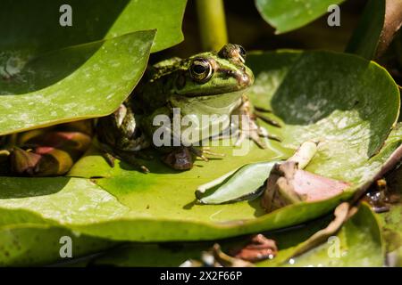 The Levant water frog (Pelophylax bedriagae), formerly belonging to the genus Rana, is a southern European species of frog. They are green to brown in Stock Photo