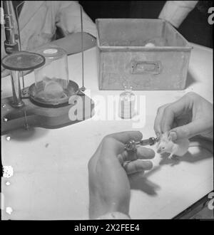 PENICILLIN PAST, PRESENT AND FUTURE: THE DEVELOPMENT AND PRODUCTION OF PENICILLIN, ENGLAND, 1943 - In a research laboratory, a scientist inoculates a mouse with penicillin, as part of a programme of research being carried out in Britain, Canada and the United States. These experiments will help to determine how the drug can be used. On the other side of the bench, another mouse can be seen inside a jar: it is being weighed, and the jar will keep it in place on the scales Stock Photo