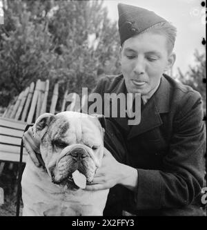 AMERICANS IN BRITAIN, 1942 - 1945 - Off Duty: Anglo-American meeting: a member of the Civilian Technical Corps, R S Armes of New York pictured with a British Bulldog! , Stock Photo