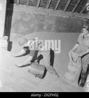 LANDGIRL'S DAY: EVERYDAY LIFE AND AGRICULTURE IN WEST SUSSEX, ENGLAND, UK, 1944 - 29 year old Land Girl Rosalind Cox uses a bushel measure to collect barley and fill the sack being held ready by her colleague Rose Barrs. The women are standing on a mountain of grain in the grain store on Mr Tupper's farm, Bignor, West Sussex Stock Photo