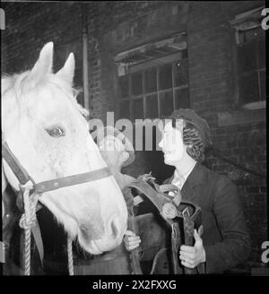 VAN GIRL: HORSE AND CART DELIVERIES FOR THE LONDON, MIDLAND AND SCOTTISH RAILWAY, LONDON, ENGLAND, 1943 - At eight o'clock in the morning, Lilian Carpenter, helped by a stablehand, harnesses up Snowball the horse. This is the start of a busy day's work delivering goods around London for LMS Railway Stock Photo