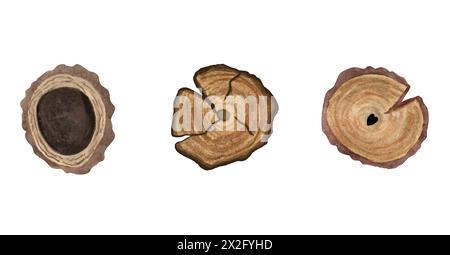 Set, hand painting round sections of tree trunks. Illustration is watercolor. Wooden texture with different  rings and cracks. On a white background. Stock Photo