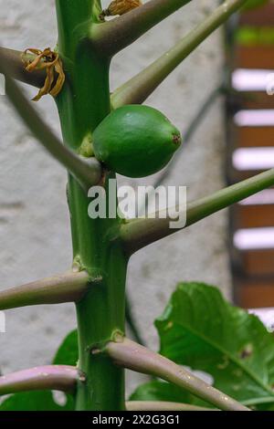 Immature fruit developing on a young Papaya Tree  (Carica papaya) Stock Photo