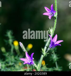 Campanula rapunculus, Rampion bellflower, ورد الجرس Photographed in the Lower Galilee, Israel in March Campanula rapunculus, common name rampion bellf Stock Photo