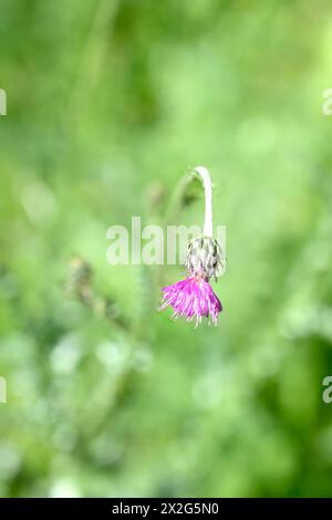 Silver Thistle (Carduus argentatus) Photographed in the Lower Galilee, Israel in March Carduus argentatus, is an annual herb in the family Asteraceae. Stock Photo