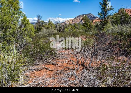 Dried dead trees along a hiking trail in Sedona, Arizona Stock Photo