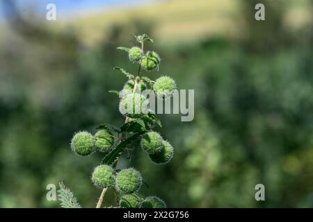 Roman nettle, قراص Urtica pilulifera, also known as the Roman nettle, is a herbaceous annual flowering plant in the family Urticaceae. Photographed in Stock Photo