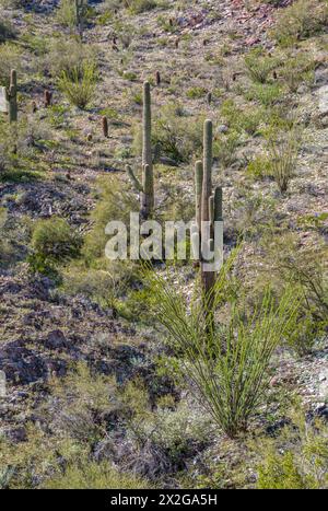 New leaves and the beginning of blossoms on ocotillo cactus along the Piestewa Peak trail in the Phoenix Mountains Preserve on the north side of Phoen Stock Photo