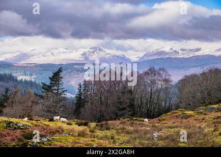 View to snowy mountains from Mynydd Garthmyn with sheep grazing in Snowdonia National Park. Betws-y-Coed, Conwy, Wales, UK, Britain Stock Photo