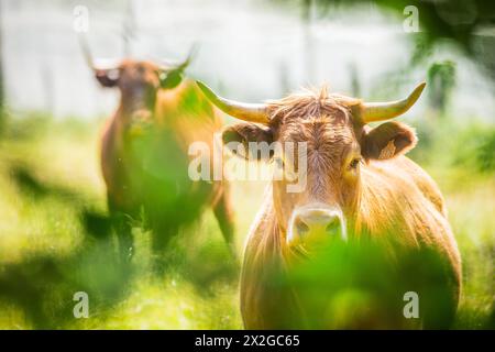 Two Salers cows cattle in the nature in Auvergne, photography in France Stock Photo