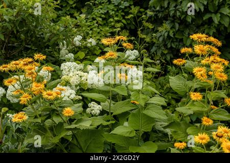 Bright yellow Inula hookeri flowers Stock Photo