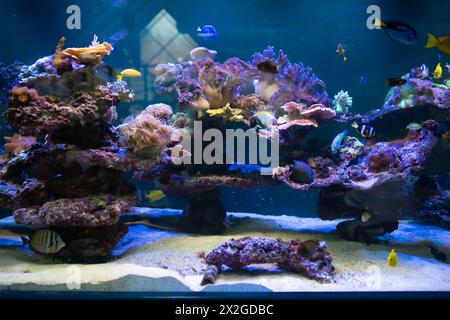 A stunning saltwater aquarium filled with vibrant fish and colorful coral creates a mesmerizing underwater scene. Stock Photo