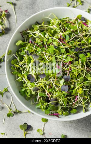 Green Organic Raw Microgreen Sprouts Ready to Eat Stock Photo
