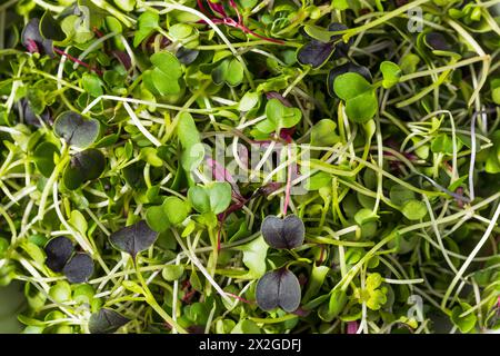Green Organic Raw Microgreen Sprouts Ready to Eat Stock Photo