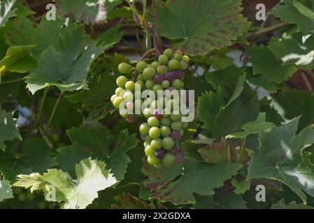 A bunch of grapes on a grapevine in an English garden swelling and beginning to change colour to dark red, Berkshire, August Stock Photo