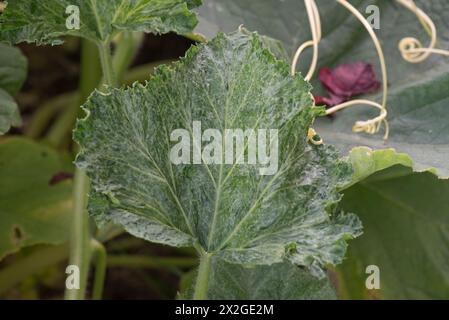 Distortion to pumpkin 'Atlantic Giant' leaves caused by infection of a mosaic virus probably introduced by an aphid vector, Berkshire, August Stock Photo