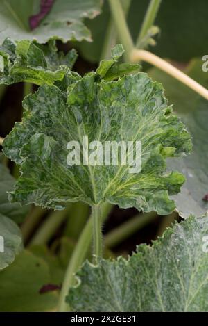 Distortion to pumpkin 'Atlantic Giant' leaves caused by infection of a mosaic virus probably introduced by an aphid vector, Berkshire, August Stock Photo