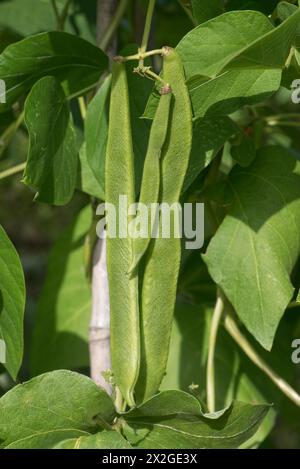 Mature and maturing runner beans (Phaseolus coccineus) growing on bamboo supports in a vegetable garden, Berkshire, September Stock Photo