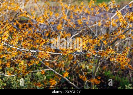 Yellow - orange flowers of winter to spring flowering witch hazel Hamamelis x intermedia 'Vesna' at RHS Garden Wisley Stock Photo
