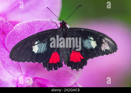 Iphidamas cattleheart  butterfly, (Parides iphidamas), with open wings on a violet orchid Stock Photo